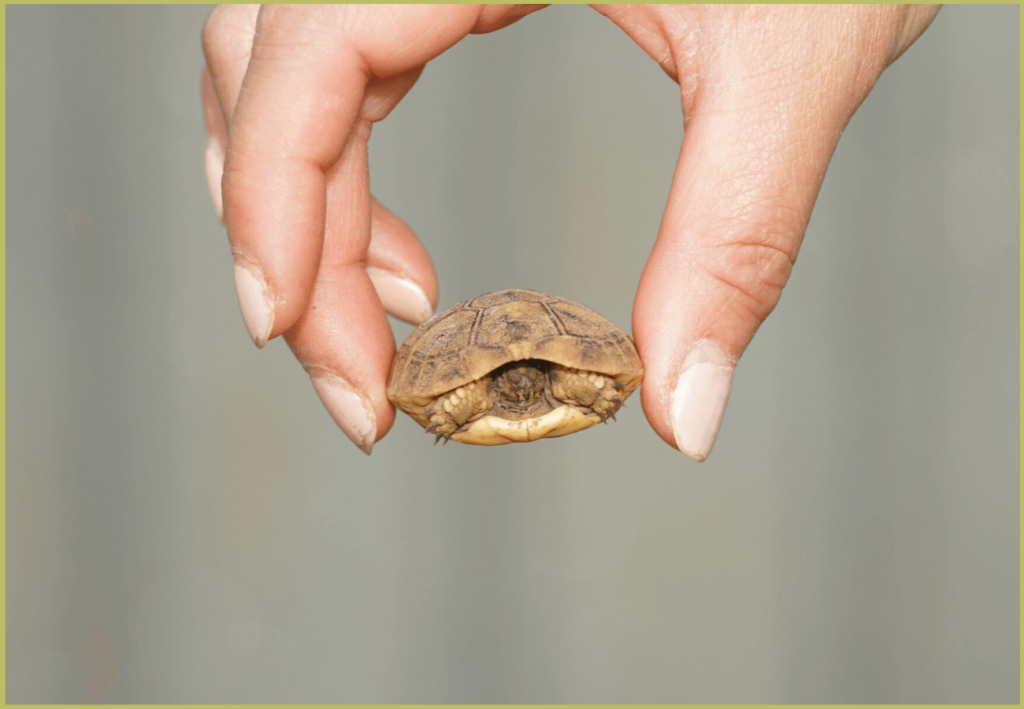 Baby Hermann's tortoise